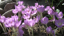 Colchicum