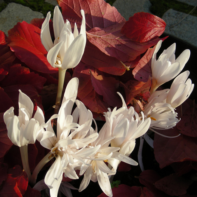 C. autumnale ALBUM PLENUM