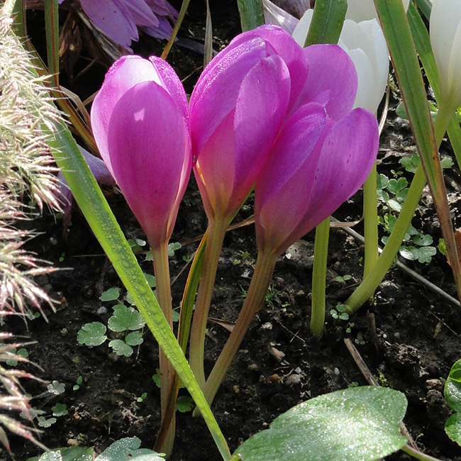C. speciosum ATRORUBENS