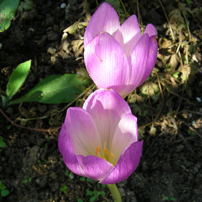 FARBAGE SILVER