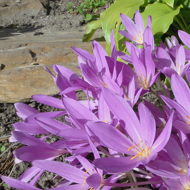 LILAC WONDER