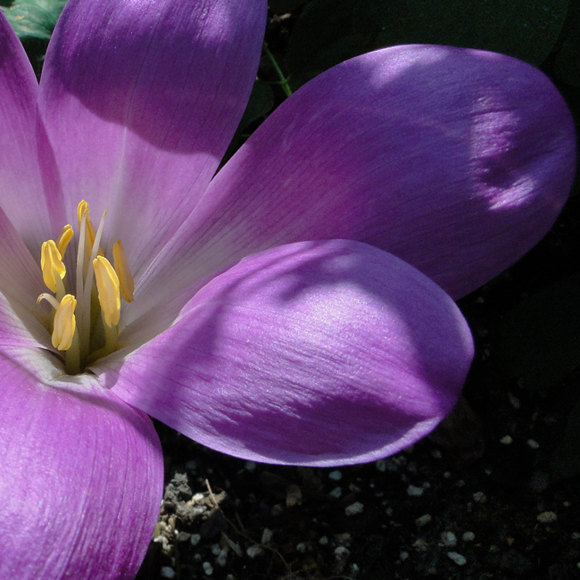 C. speciosum MAXIMUM