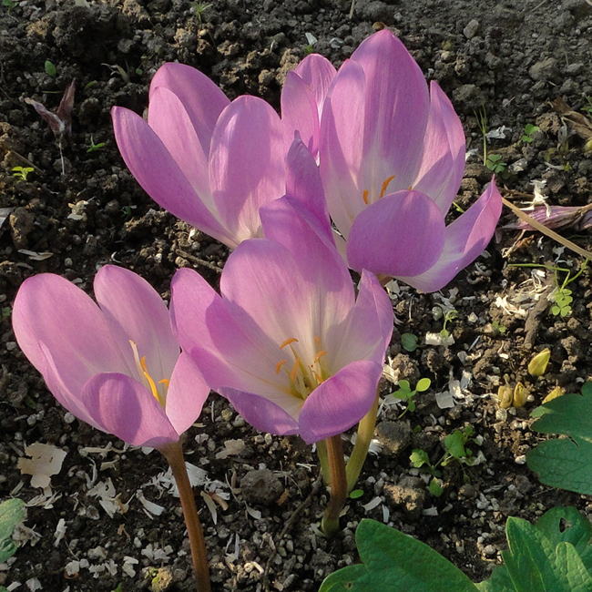PINK GOBLET