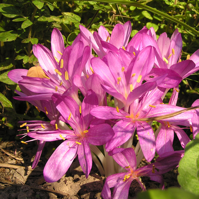 C. cilicicum PURPUREUM