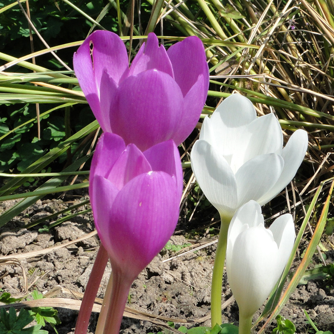 C. speciosum RUBRUM