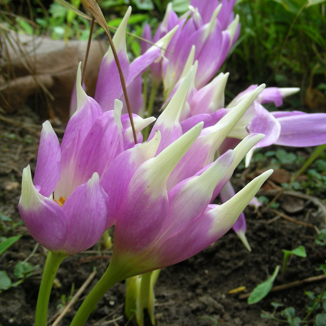 TEUFELSKRALLE