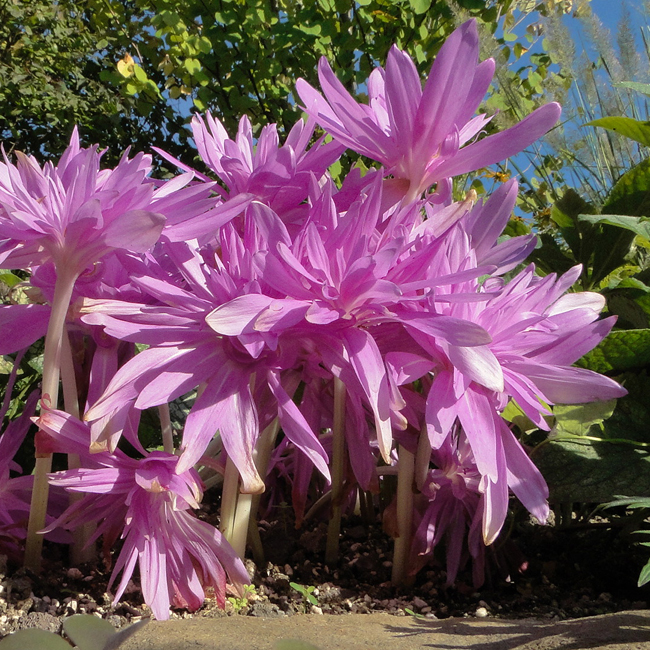 WATER LILY