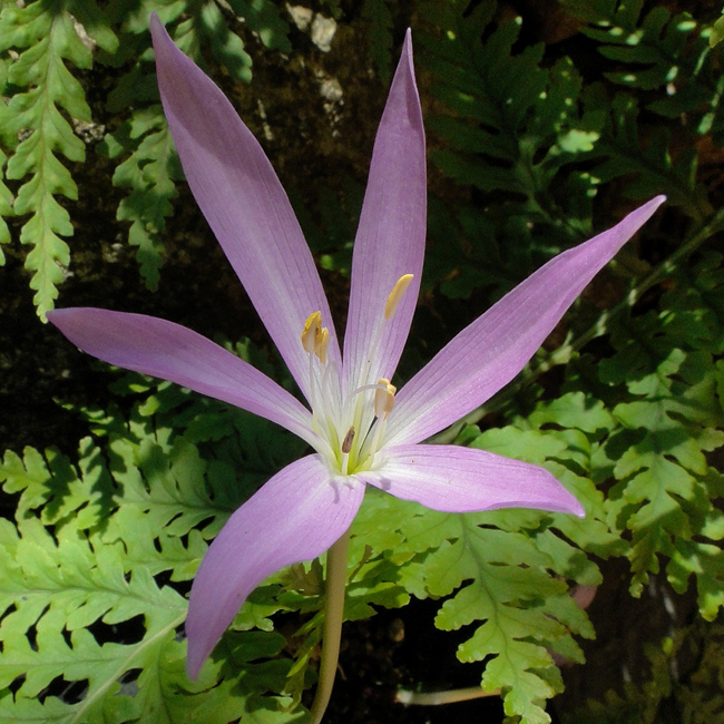 C. boisserii