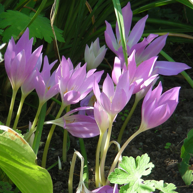 C. s bornmuellerii