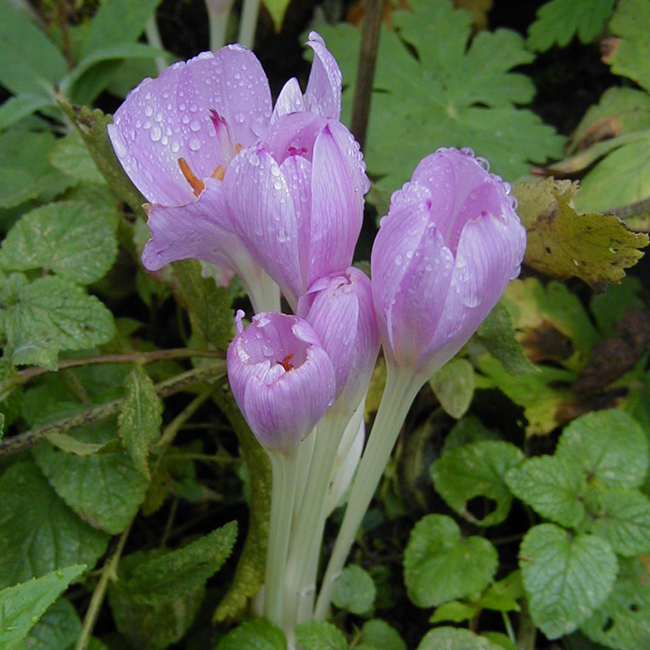 C. byzantinum