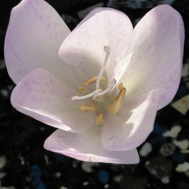 C. davisii