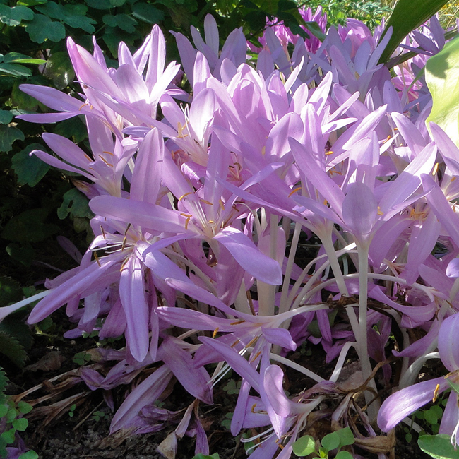 C. laetum (der Grten)