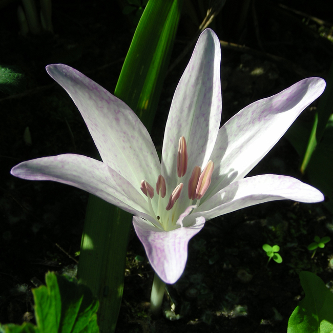 C. macrophyllum 1