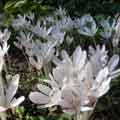 C. autumnale ALBUM