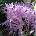 C. laetum der Grten)