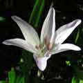 C. macrophyllum 1