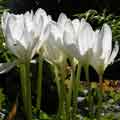 C. speciosum ALBUM