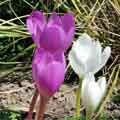 C. speciosum RUBRUM