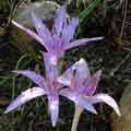 C. variegatum