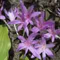 C. x aggrippinum