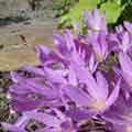 LILAC WONDER