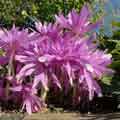WATERLILY