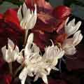 C. autumnale ALBUM P