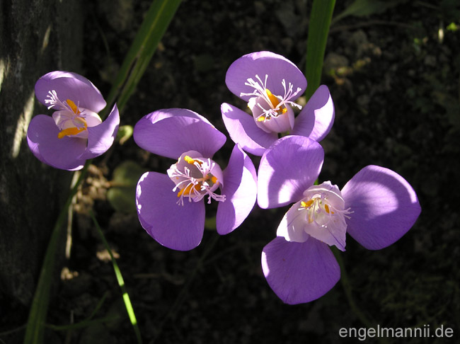crocus banaticus 7