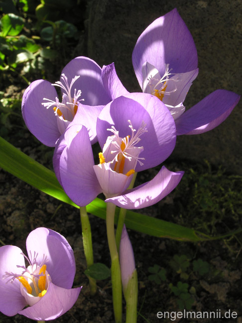 crocus banaticus