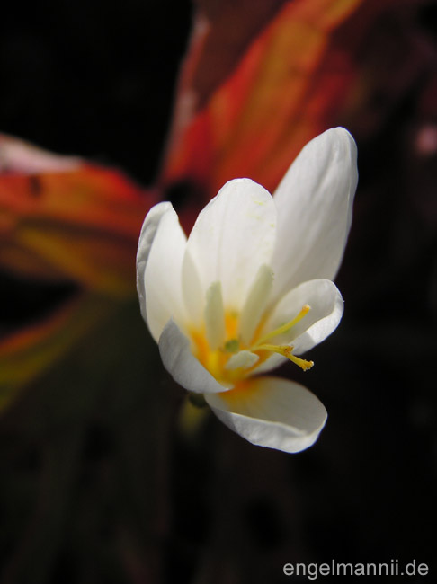crocus ochroleucus