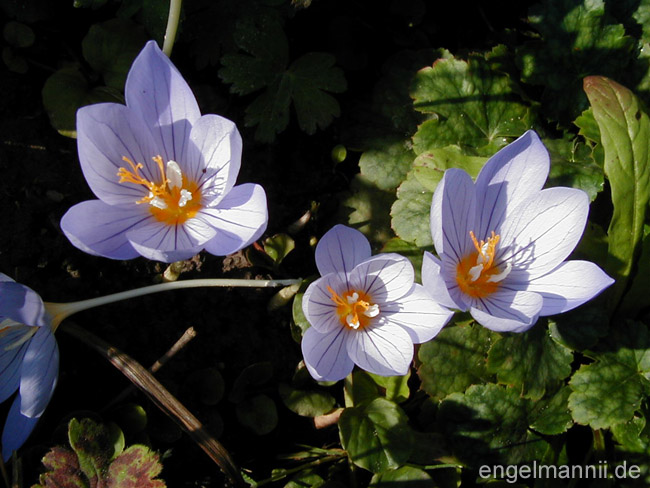 crocus pulchellus