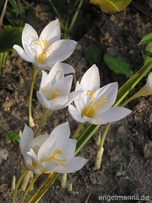 crocus speciosus ALBUS