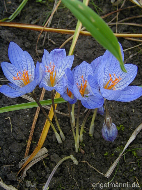 crocus speciosus