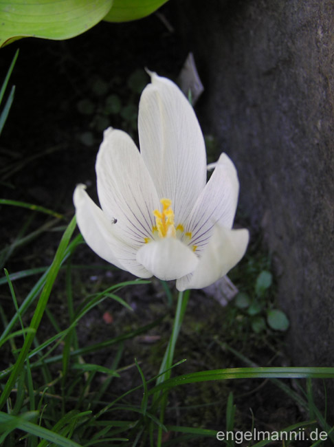 crocus vallicola