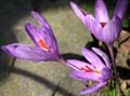 crocus  ligusticus