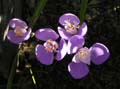 crocus banaticus 7