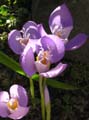 crocus banaticus