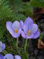 crocus goulimii