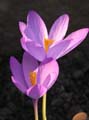 crocus nudiflorus