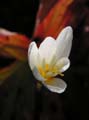 crocus ochroleucus