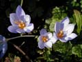crocus pulchellus