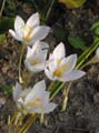 crocus speciosus ALBUS