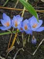 crocus speciosus