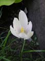 crocus vallicola