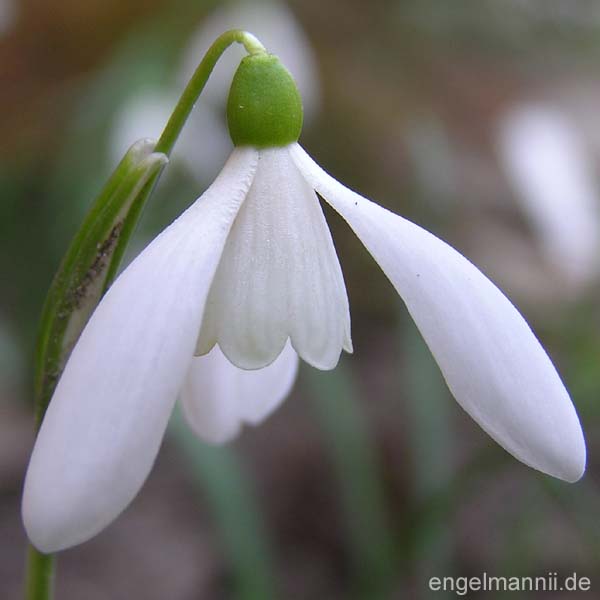 BOHEMIA WHITE