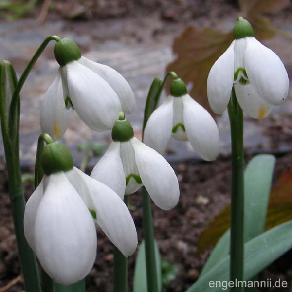 DICKERCHEN