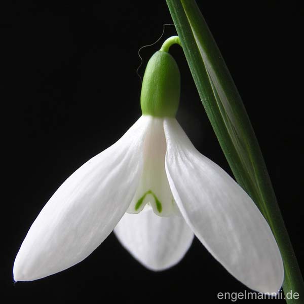 G. lagodechianus