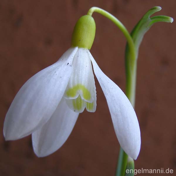 G. n SANDERSII