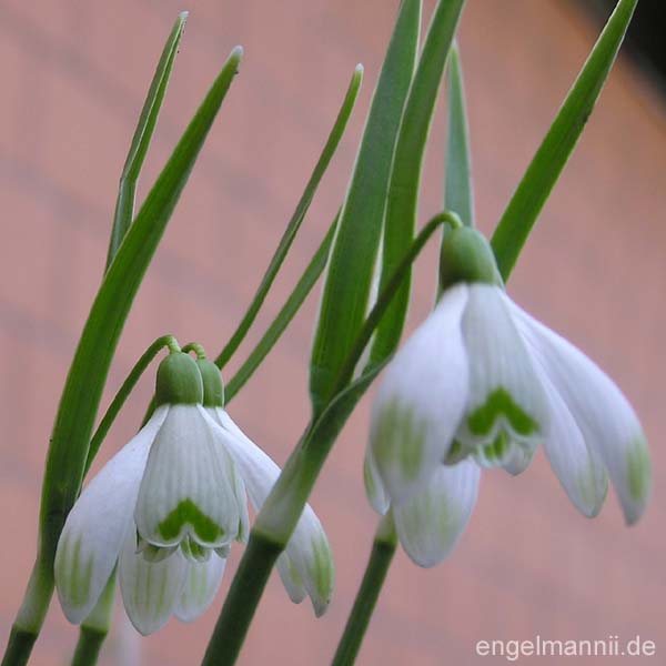G. nivalis SCHARLOCKII
