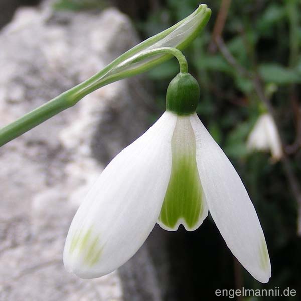 G. peshmenii